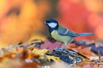 A beautiful great tit sits on a pice af a tree bark. Autumn scene with a titmouse. 