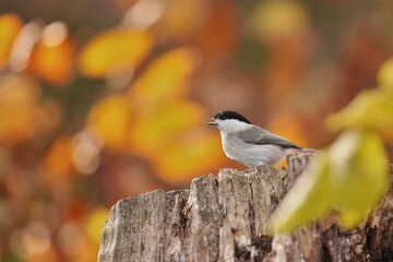 A cute marsh tit sits on a tree stump. Poecile palustris. A smal titmouse iín the nature habitat. 