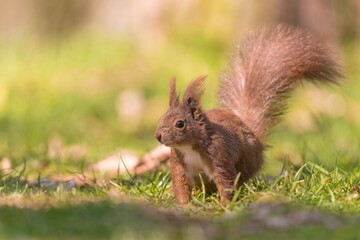 A cute european red squirrel sits on the grass. Sciurus vulgaris