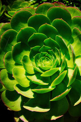 Fototapeta premium Tight Shot Of Green Petals Of Succulent Plant