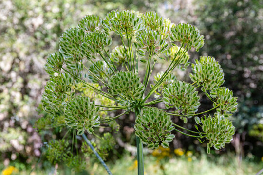 Thapsia villosa. Villous deadly carrot, umbel of the plant covered with seeds.
