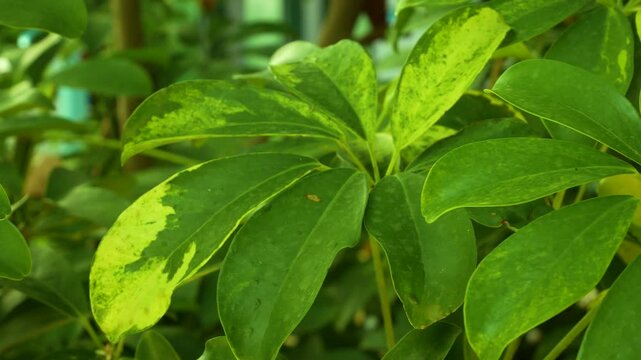 Bright large leaves of Schefflera in a tropical garden. Tropical plants on a hot day. Background with tropical greenery.