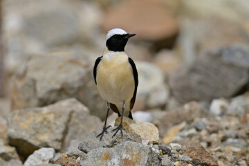 Eastern Black-eared Wheatear // Balkansteinschmätzer (Oenanthe melanoleuca) - Milos, Greece