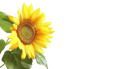 Obraz premium A Sunflower with Vibrant Yellow Petals and Green Leaves