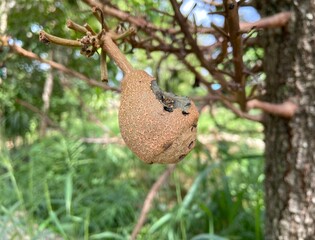 Close-up of Cannonball tree in a park