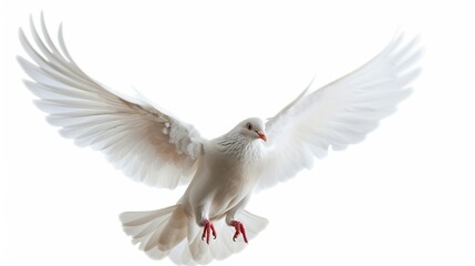 Obraz premium A free flying white dove isolated on a white background