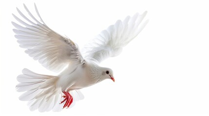 Obraz premium A free flying white dove isolated on a white background