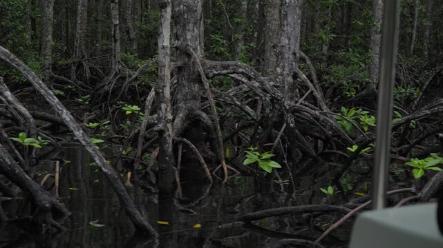 The lush mangrove forest on Batanta Island in Raja Ampat, Indonesia, with dense green foliage seen froma a boat.The peaceful atmosphere and rich vegetation emphasize the natural splendor.