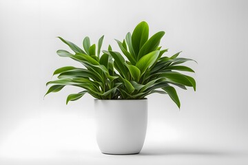 Hawaiian ti plant in pot plain background, Ai generated