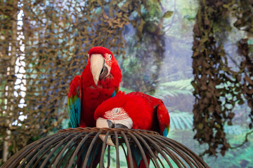 An isolated view of two redmccaws on top of a wrought cage with a camouflage tropical background