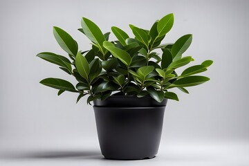 Fototapeta premium Indian laurel plant in pot plain background, AI generated