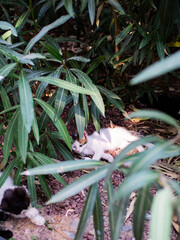 Obraz premium white kitten playing and sleeping among the trees