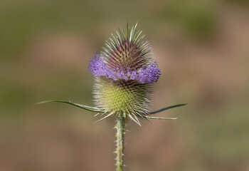 Thistle blossom with encircling crown of delicate flowers.