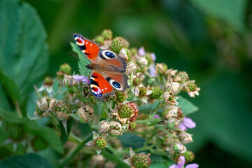 The peacock butterfly is a species of butterfly from the peacock family.