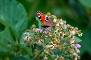 The peacock butterfly is a species of butterfly from the peacock family.