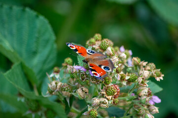 The peacock butterfly is a species of butterfly from the peacock family.