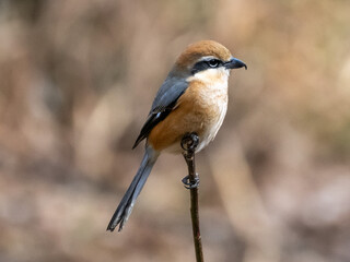 小枝の上に器用に止まる秋のモズ