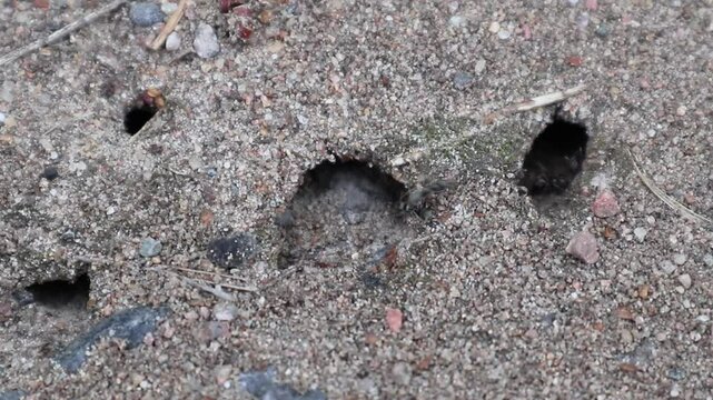 Formica fusca, silky ants walking on ground
