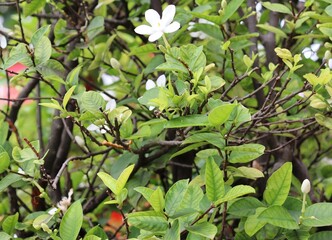 Obraz premium close up of a plant