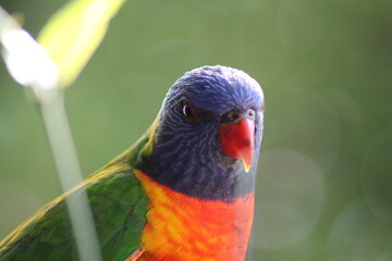 rainbow lorikeet parrot