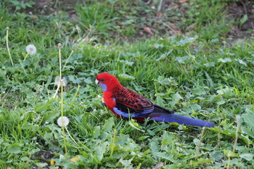 Red and blue bird on the grass 