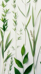 Obraz premium Vibrant Green Foliage Close-up: Diverse Plant Textures and Tones on Pure White Background. Botanical Study Featuring Lush Leaves and Grass. Perfect for Nature Enthusiasts, Researchers, and Fresh, Orga