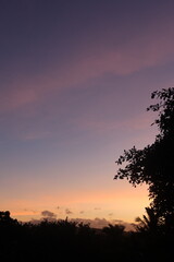 silhouette of a tree at sunset in Mauritius 