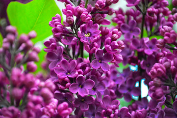 A detailed image of a blooming lilac branch, showcasing vibrant purple flowers and lush green leaves. This picture captures the beauty and fragrance of lilacs, highlighting the elegance of springtime 