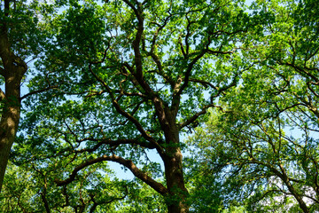 Horizontal background photo of the green top of the trees. Photographed from bottom to top.