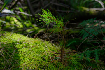 Photo of a fresh sapling growing from an old tree trunk under the moss, in the sunlight in the forest. Bokeh background.