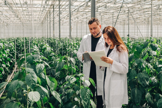 Man, woman in white coats, in a modern greenhouse, collect data, growth indicators of bell peppers in a hydroponic system for growing vegetables in a greenhouse. Young Caucasian biologists scientists