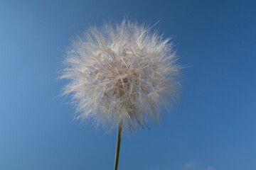 Fototapeta premium Tragopogon porrifolius Oyster Plant Salsify flower petals