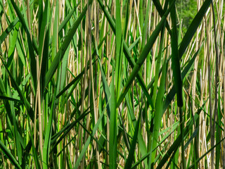 Green  reed