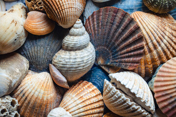 A collection of shells collected on beaches in Ireland