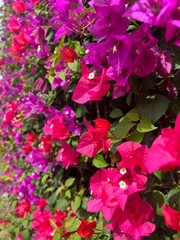 pink flowers in the garden