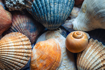 A collection of shells collected on beaches in Ireland