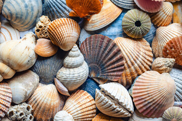 A collection of shells collected on beaches in Ireland