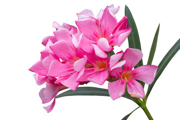 Pink flower of Oleander, Sweet Oleander, Rose Bay or Nerium oleander bloom in the garden is a Thai herb isolated on white background included clipping path.