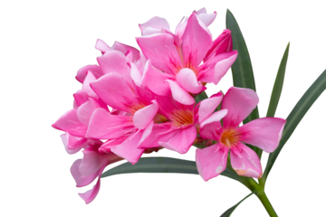 Pink flower of Oleander, Sweet Oleander, Rose Bay or Nerium oleander bloom in the garden is a Thai herb isolated on white background included clipping path.