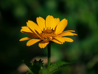 Closeup photo of a yellow heliopsis flower against a dark green background