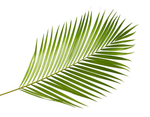 Yellow palm leaves (Dypsis lutescens) or Golden cane palm, Areca palm leaves, Tropical foliage isolated on white background with clipping path