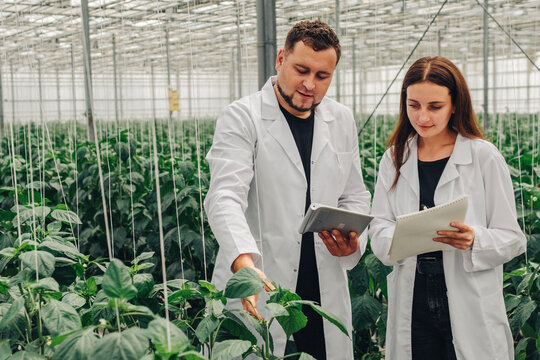 Vegetable growth rates inspected to program irrigation system of hydroponic growing system. Biologists, greenhouse employees collect data on the growth of bell peppers from foliage of growing peppers. - Powered by Adobe