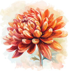 Chrysanthenum Flower Watercolor Vector Illustration.