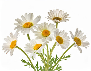 Bouquet of White Camomiles in Spring