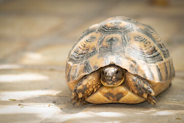 La tortue