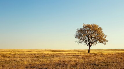 Fototapeta premium Lone tree stands in vast grassy field under clear sky