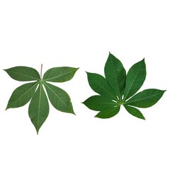 Cassava leaves on plain white background. 