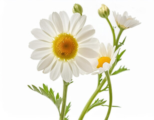 Bouquet of White Camomiles