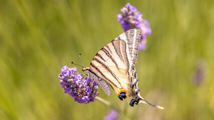 Flambé (Iphiclides podalirius) foraging on a sprig of lavender in Provence
