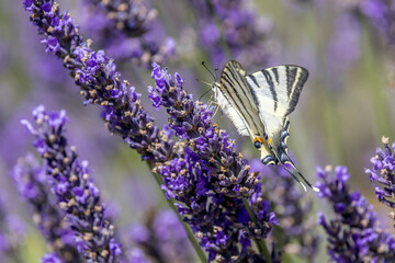 Flambé (Iphiclides podalirius) foraging on a sprig of lavender in Provence